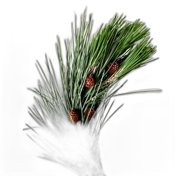 Pine Needle